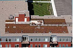 Vegetative Roof System: Firestone Building Products Co.