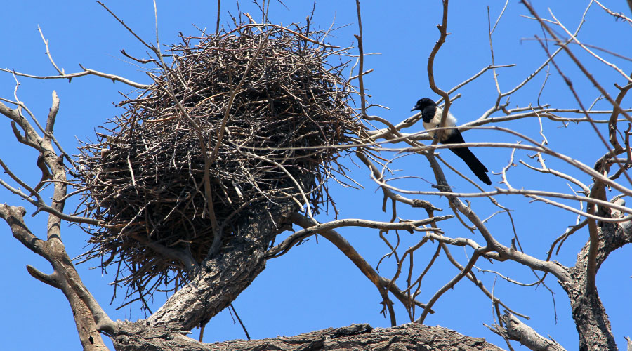Build a Bird Nest  Scientific American